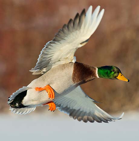 Waterfowl